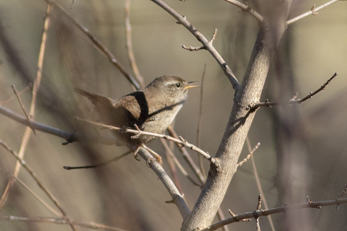 Troglodyte mignon - ML404413691