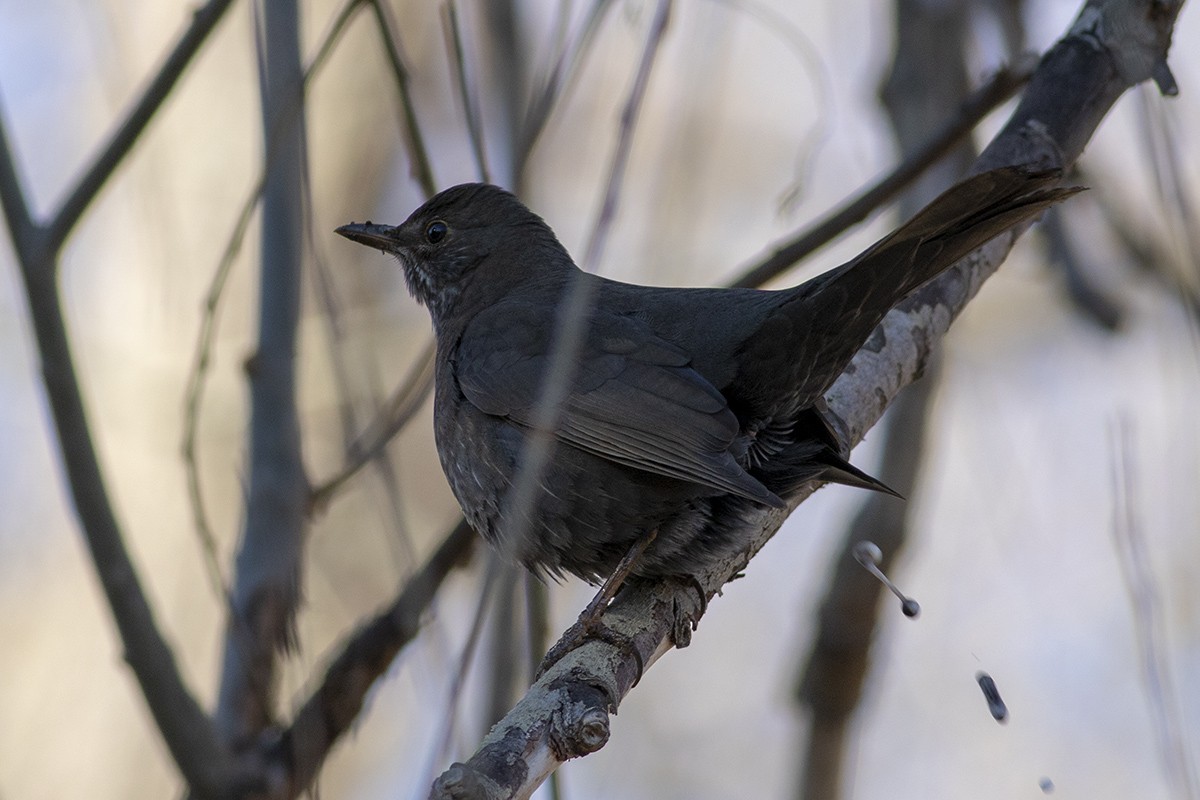 Merle noir - ML404413701