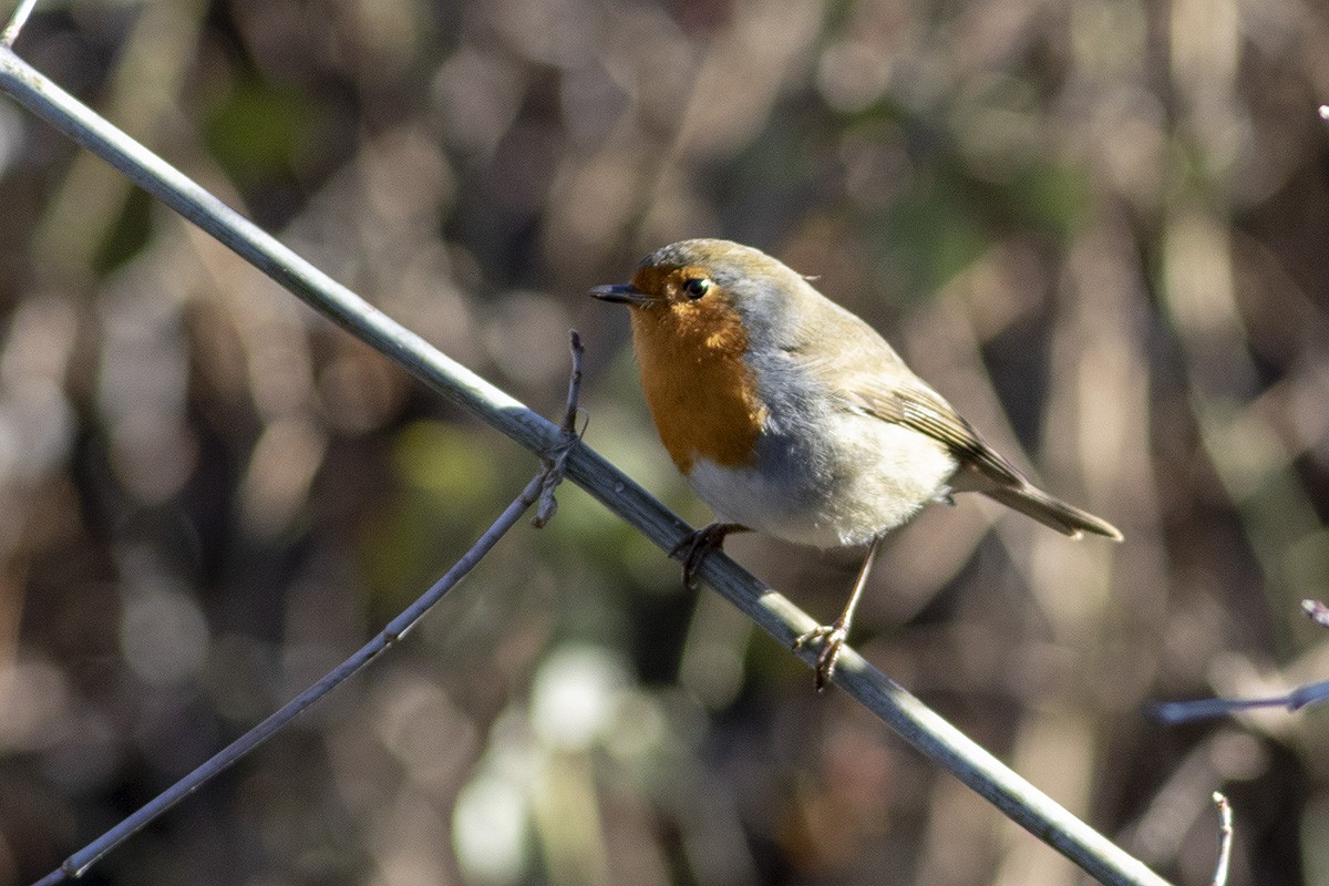 Rougegorge familier - ML404413751