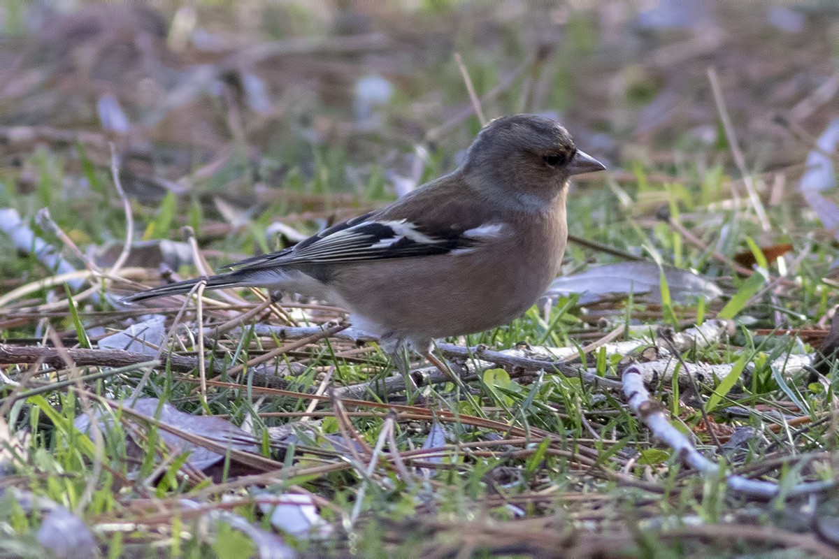 Pinson des arbres - ML404413781