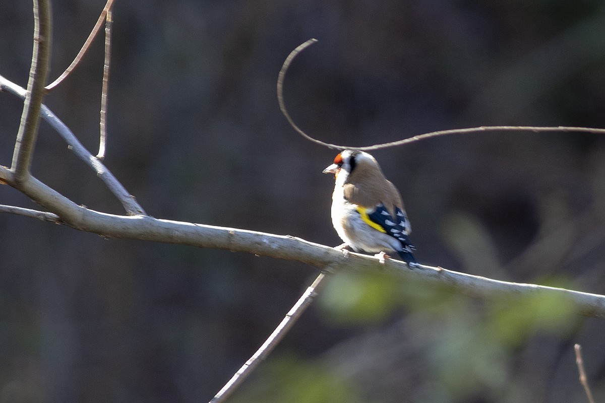 Chardonneret élégant - ML404413851