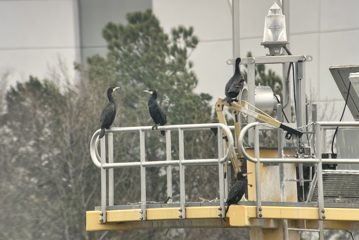 Great Cormorant - ML404414941