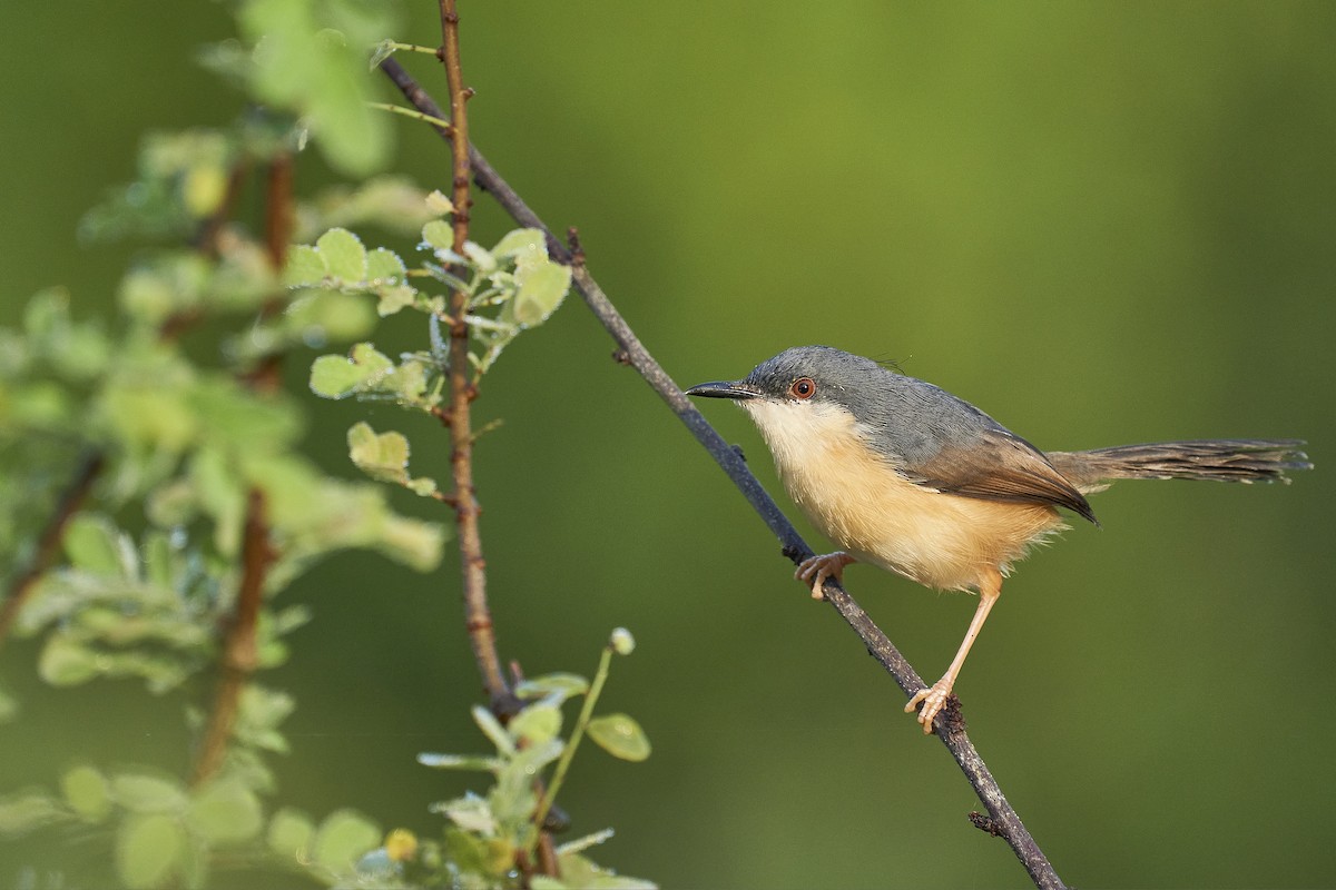 Ashy Prinia - ML404415371