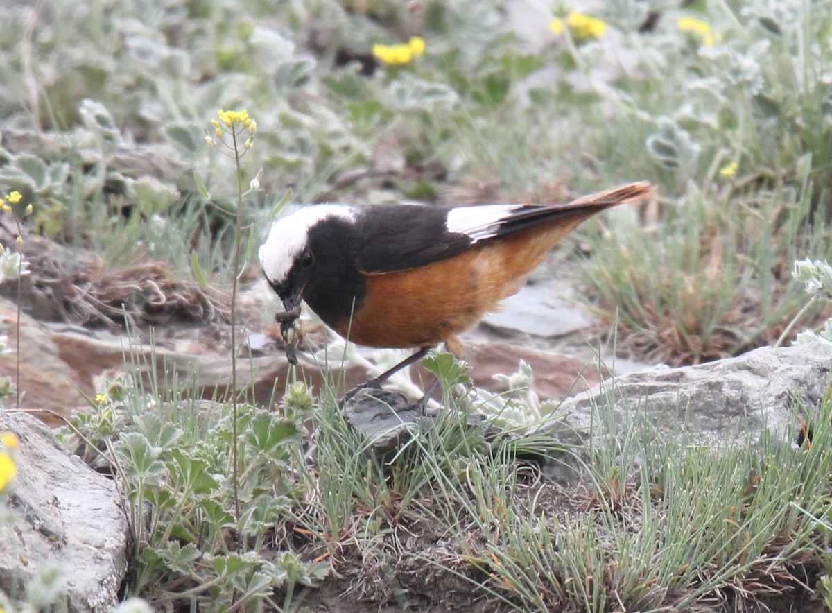 White-winged Redstart - ML404417911