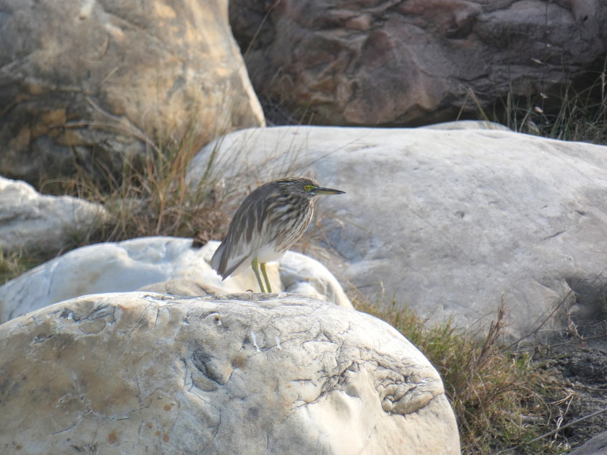 Indian Pond-Heron - ML404419601