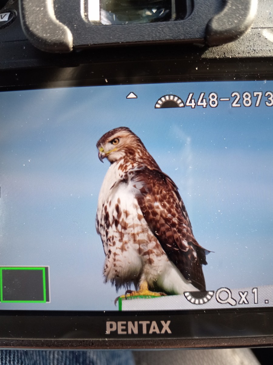 Red-tailed Hawk - ML404421581