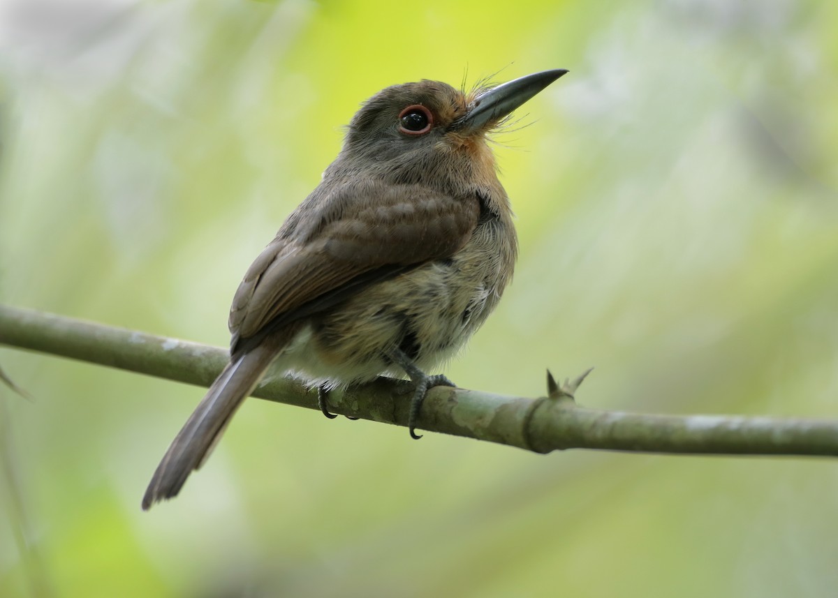 Fulvous-chinned Nunlet - ML404421721