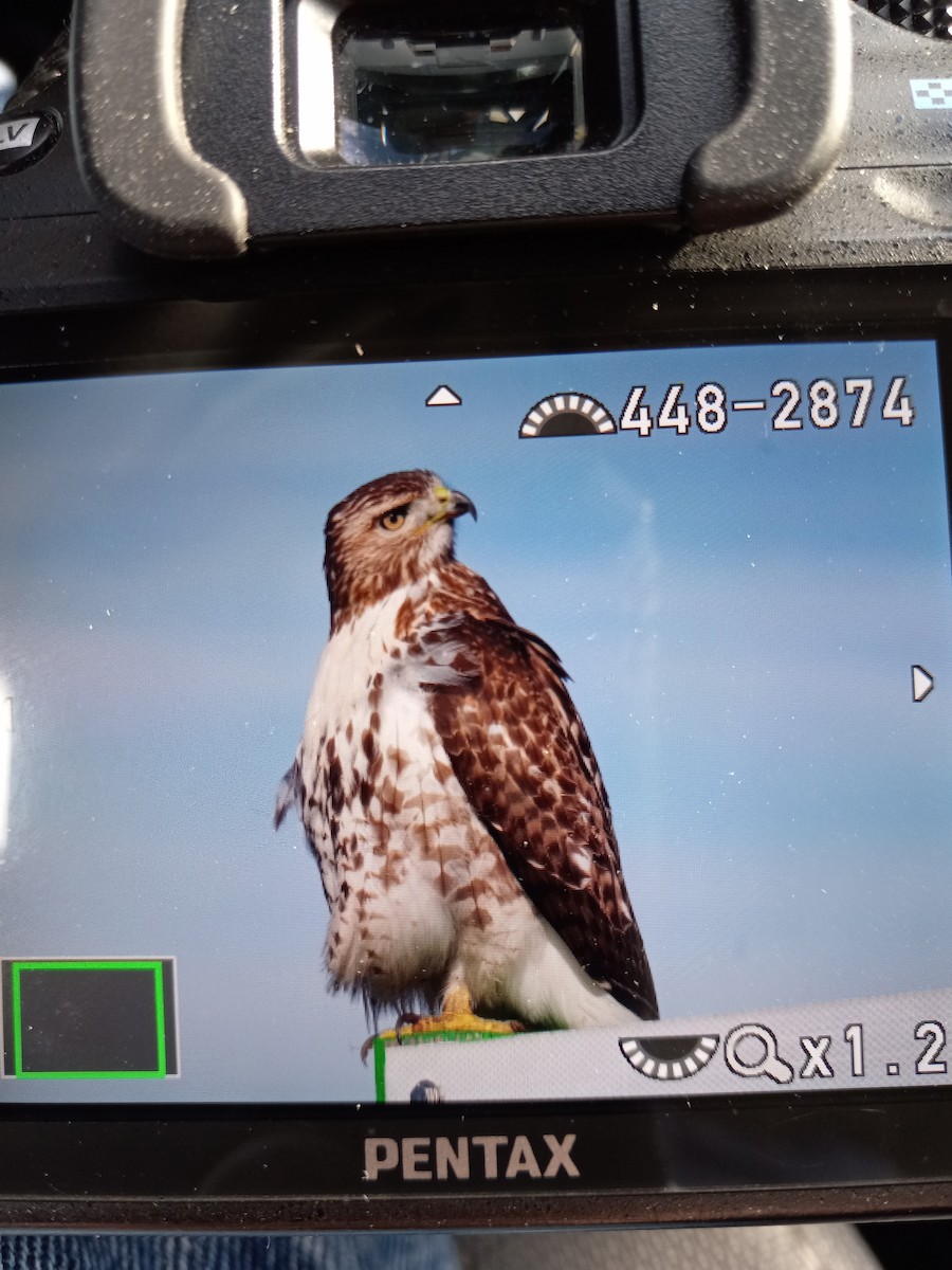 Red-tailed Hawk - ML404421741