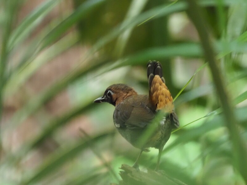 Black-faced Antthrush (Central American) - ML404422101