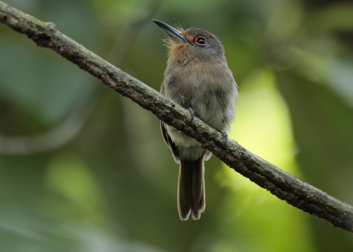 Fulvous-chinned Nunlet - ML404422191