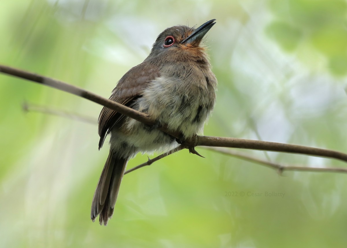 Fulvous-chinned Nunlet - ML404422231