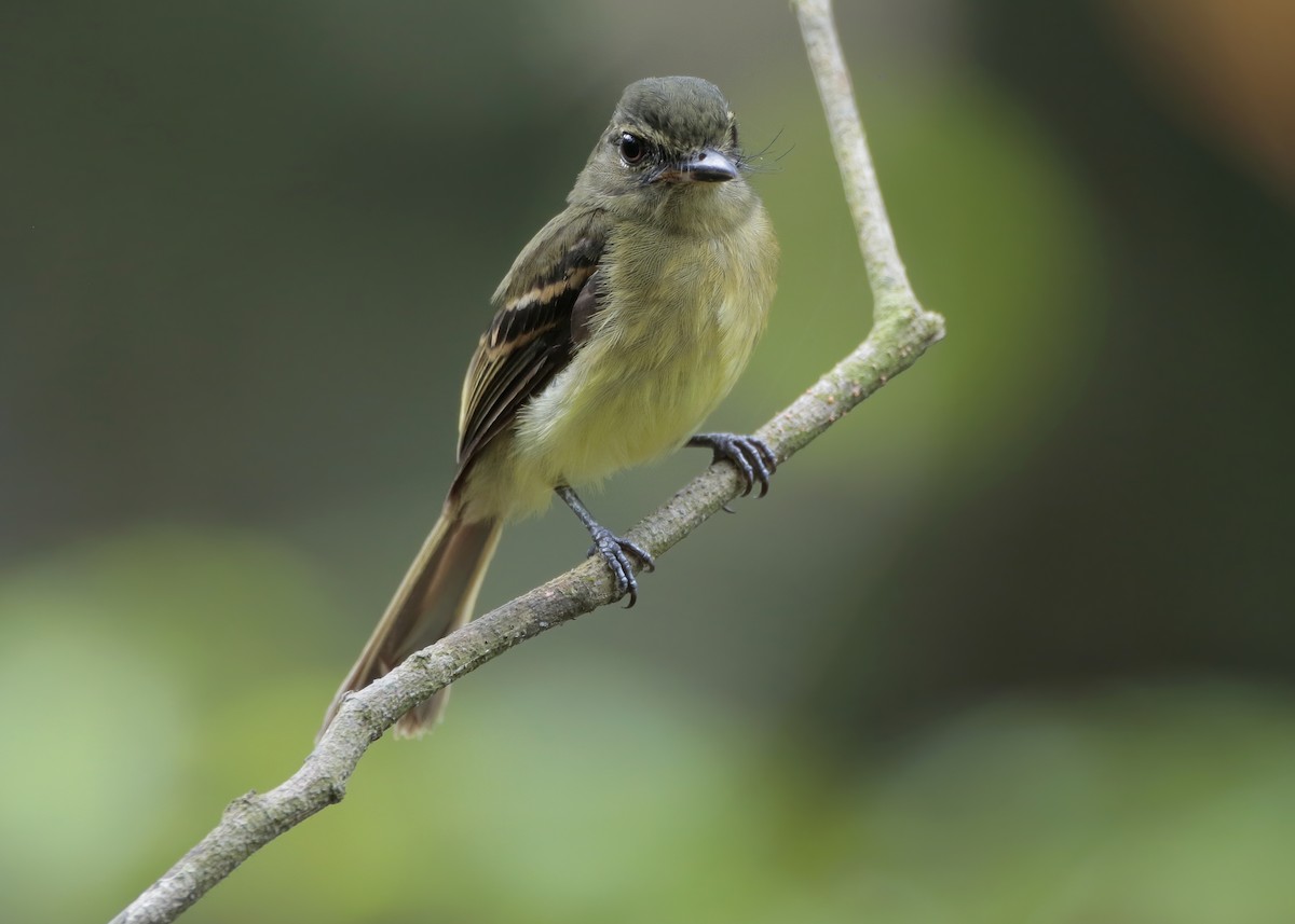 Large-headed Flatbill - ML404422771