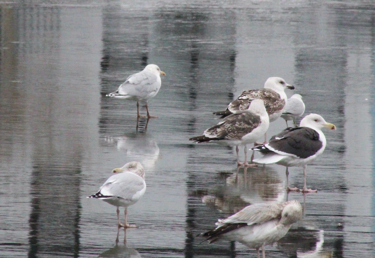 Gaviota Argéntea x Gavión Hiperbóreo (híbrido) - ML404423221