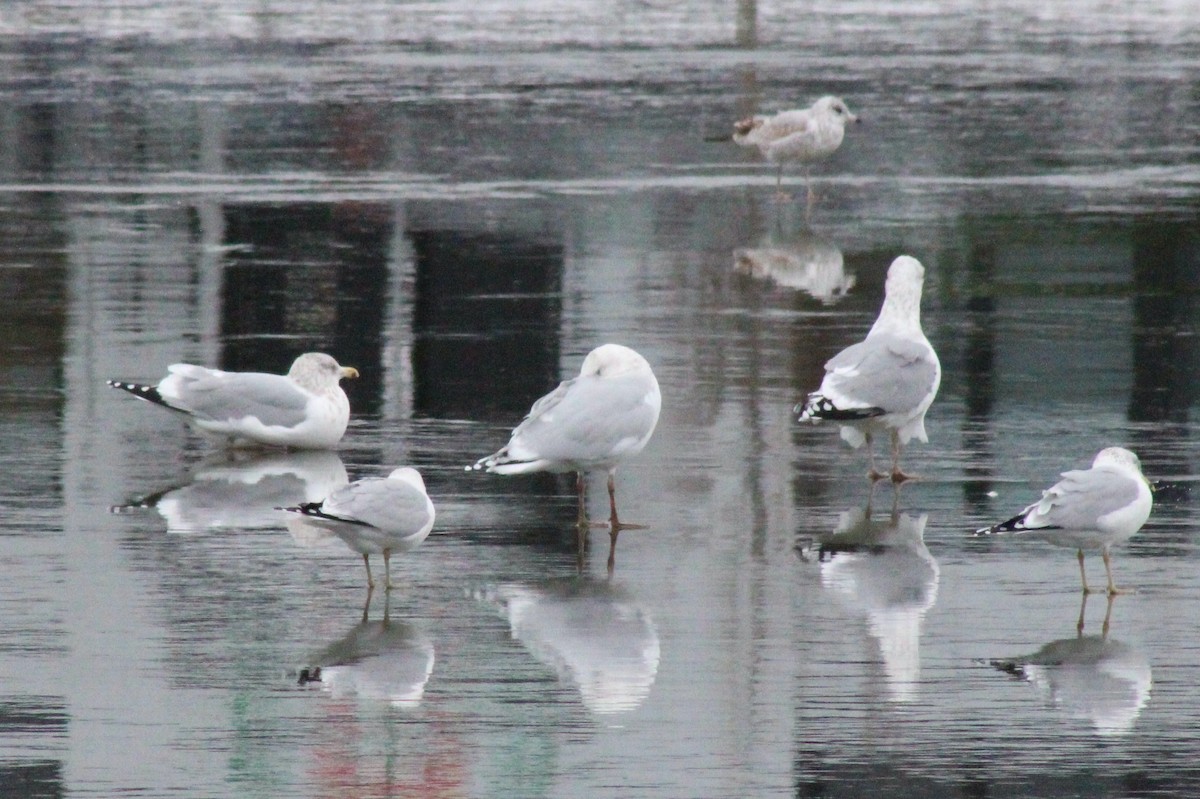 Gaviota Argéntea x Gavión Hiperbóreo (híbrido) - ML404423371