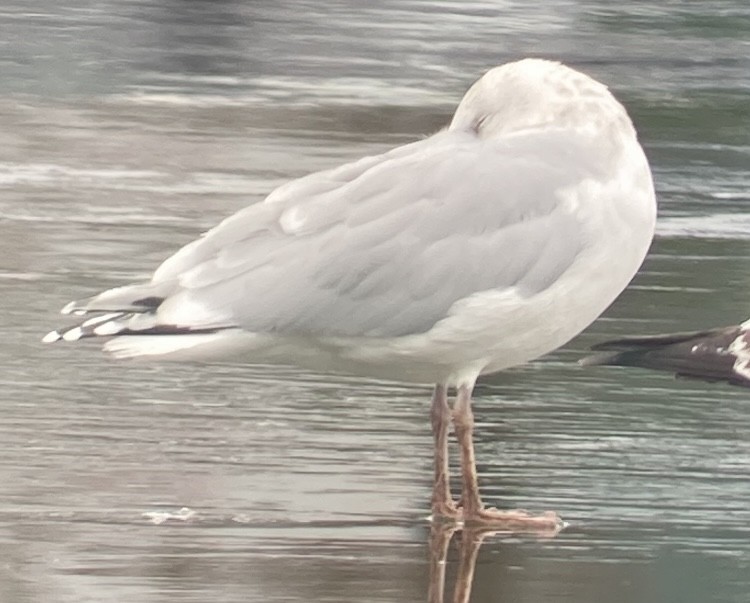 Gaviota Argéntea x Gavión Hiperbóreo (híbrido) - ML404424341