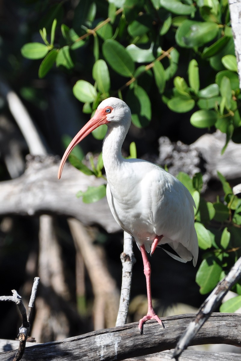 White Ibis - ML404424921