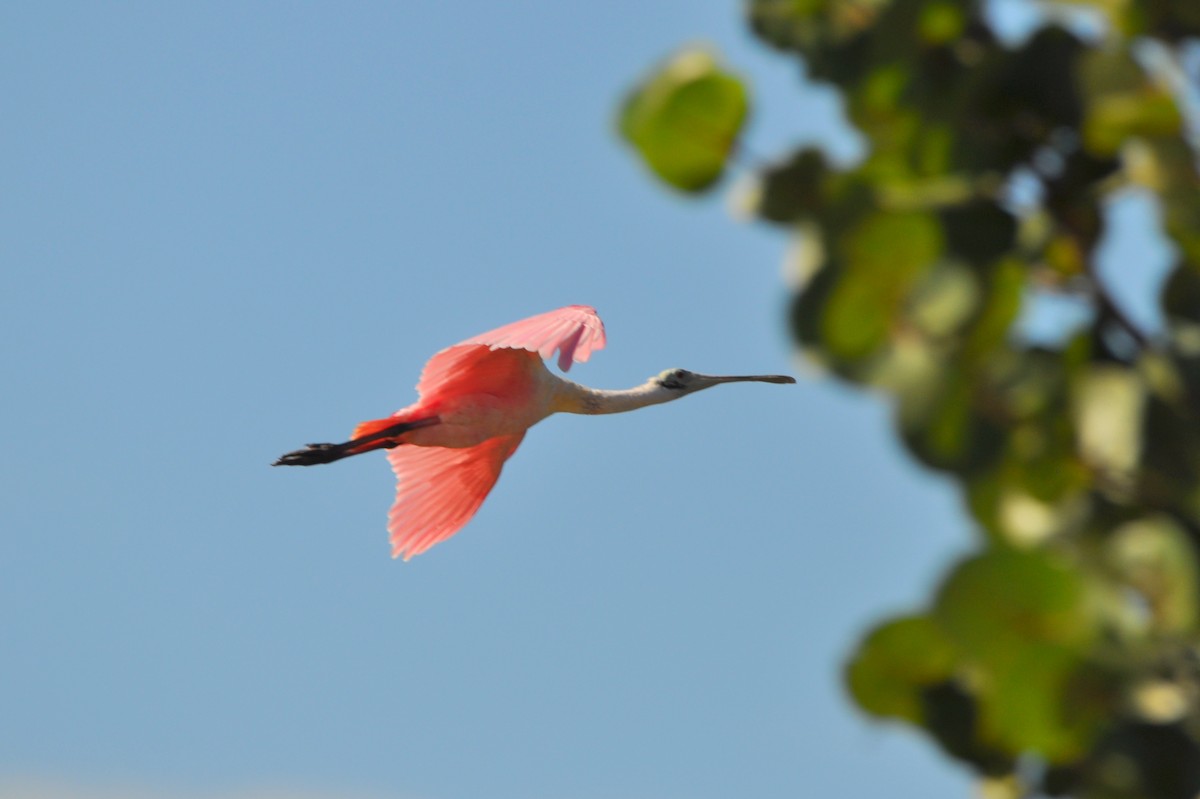 Roseate Spoonbill - ML404426001