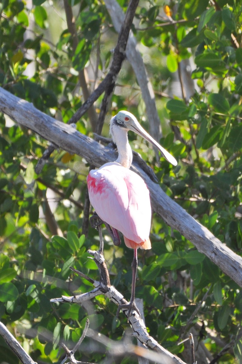 Roseate Spoonbill - ML404426041