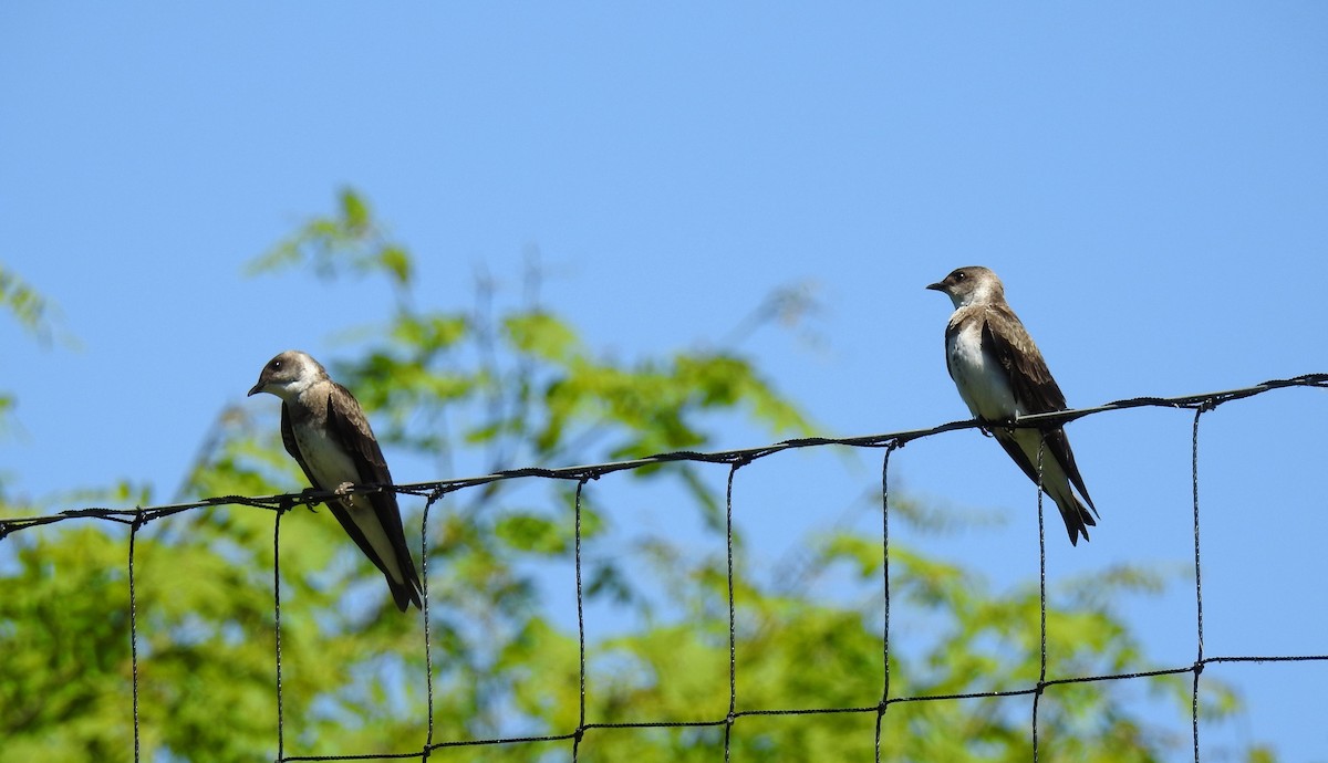 Brown-chested Martin - Pablo Alejandro Pla