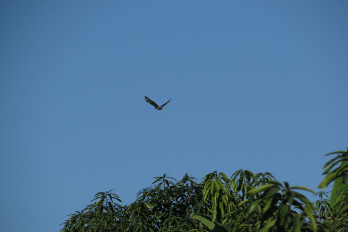 Hook-billed Kite - Bryant Olsen