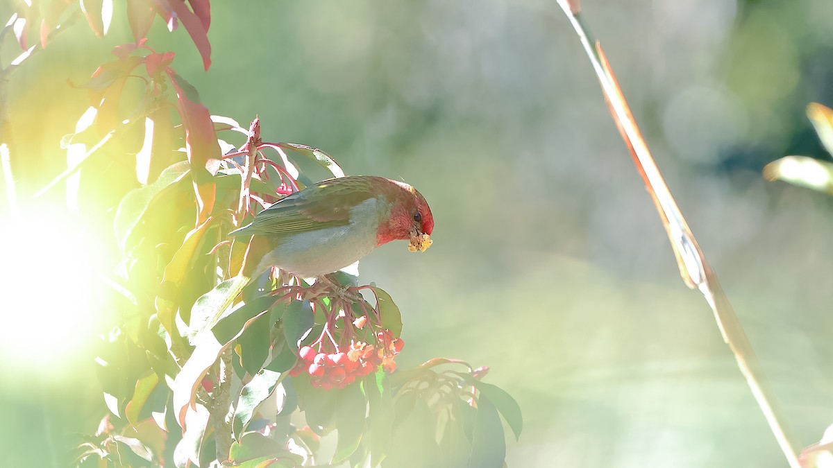 Crimson-browed Finch - ML404427711