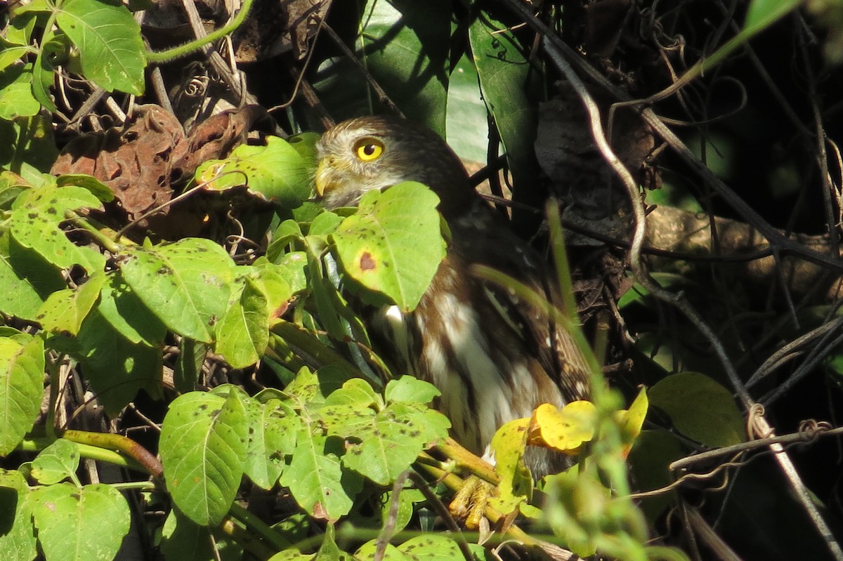 Ferruginous Pygmy-Owl - ML40442831