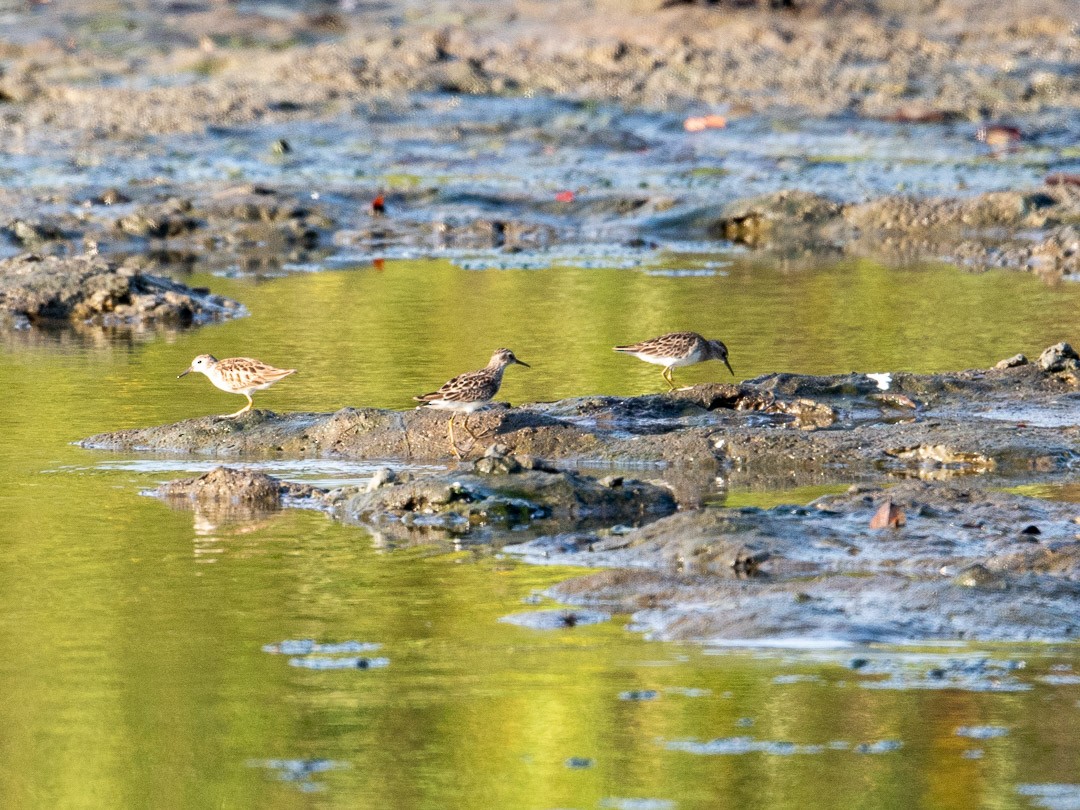 Long-toed Stint - Tom Reynolds