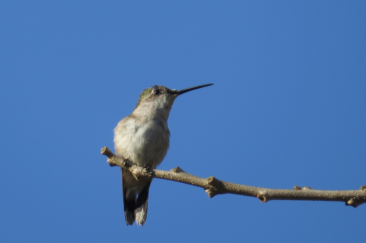 kalypta rubínohrdlá - ML40442891