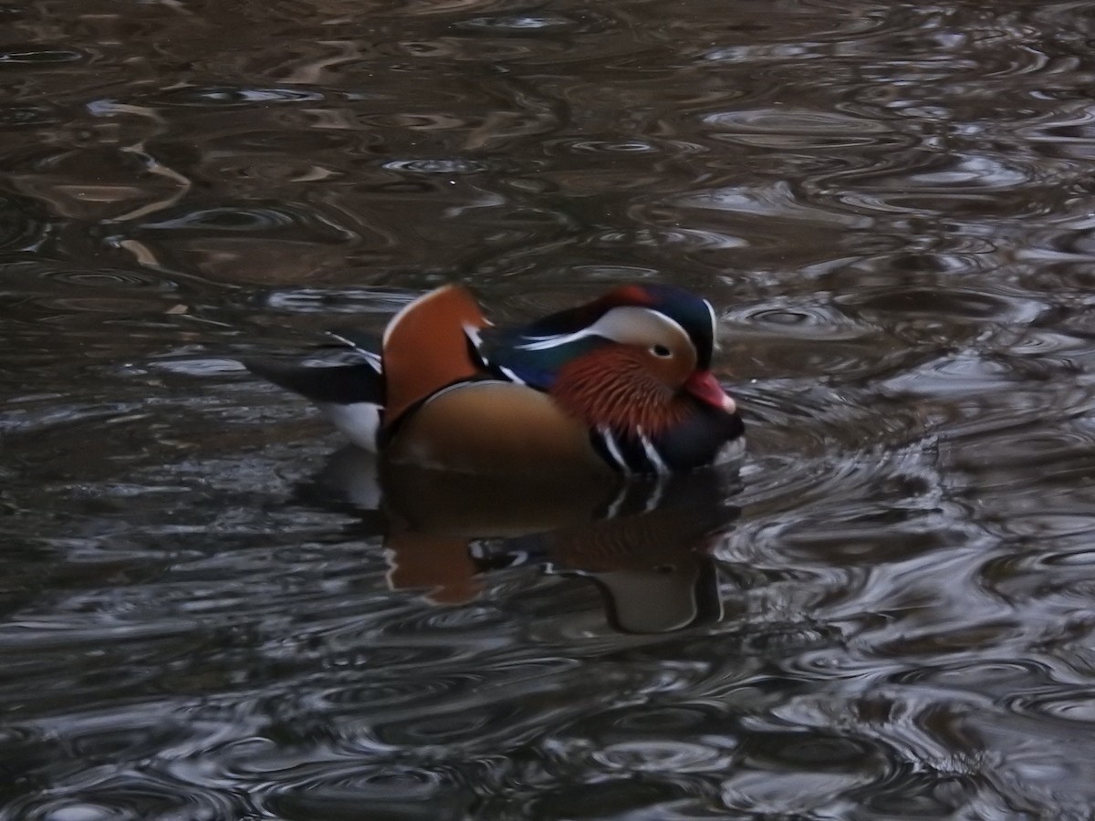 Mandarin Duck - ML404430121
