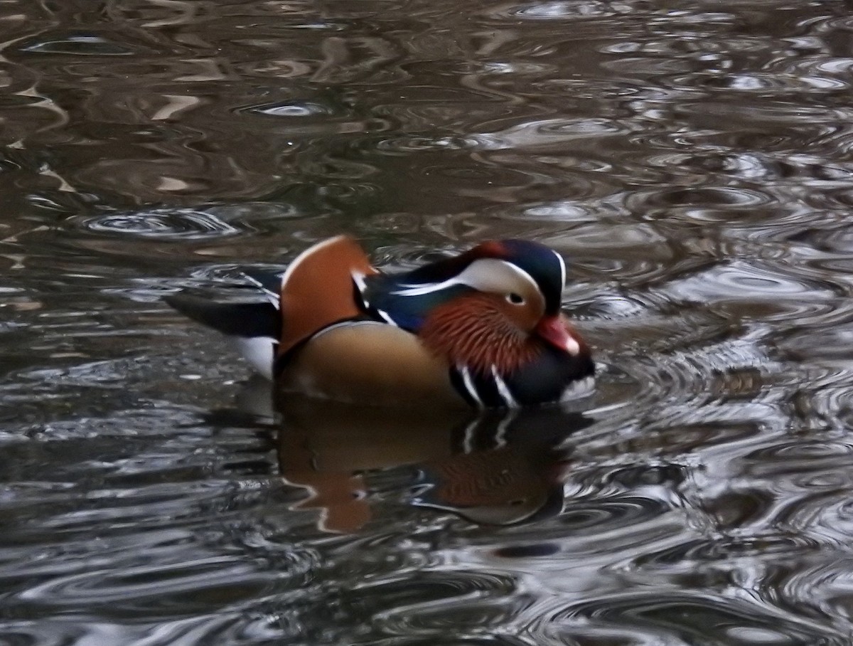 Mandarin Duck - ML404430221
