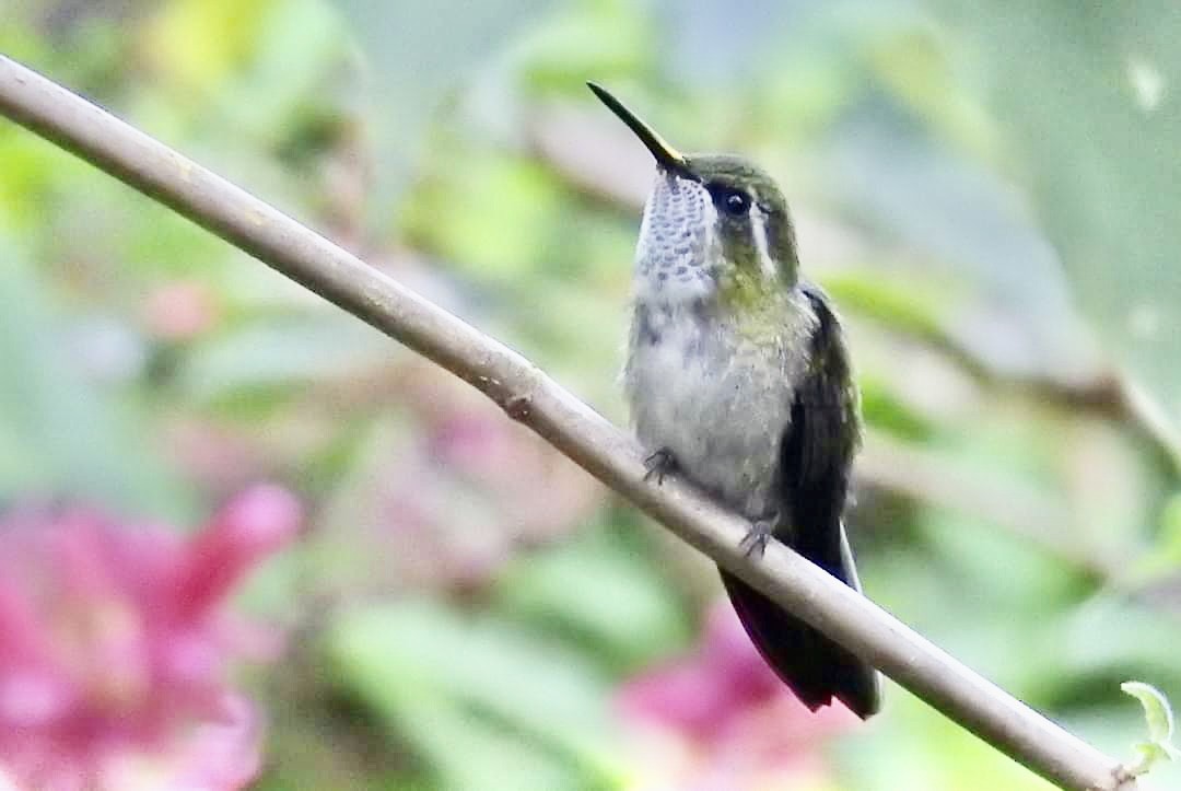 Colibrí Gorjiescamoso - ML404430591