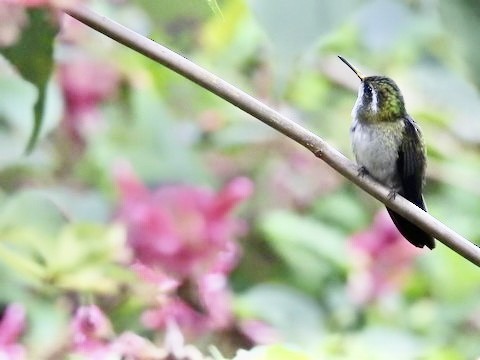 kolibřík salvadorský - ML404431011