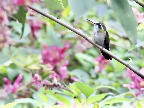 kolibřík salvadorský - ML404431021