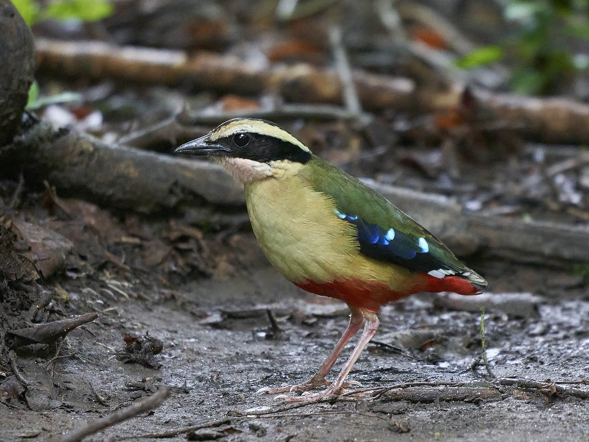 african pitta taken by Ian van Coller