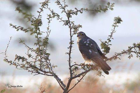 Eurasian Sparrowhawk - Sanjay kholiya