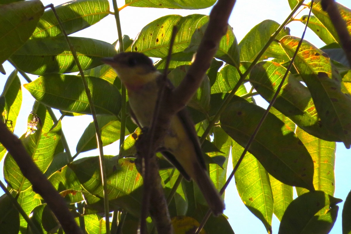 Rose-throated Becard - ML40443211