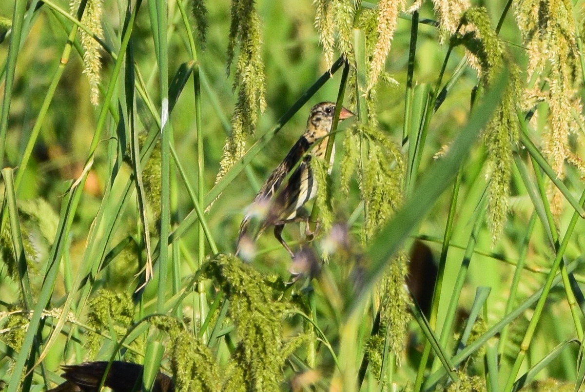 bobolink americký - ML404432171