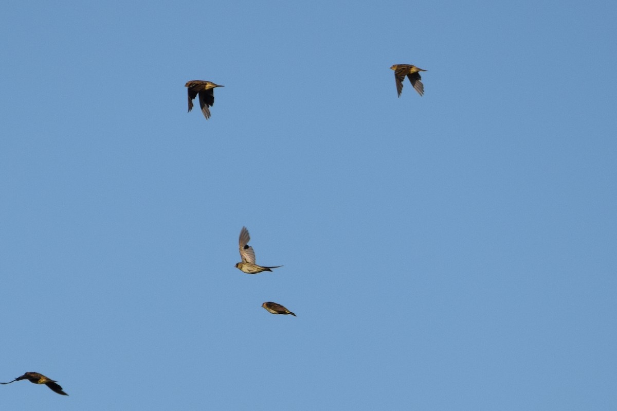 bobolink americký - ML404432211