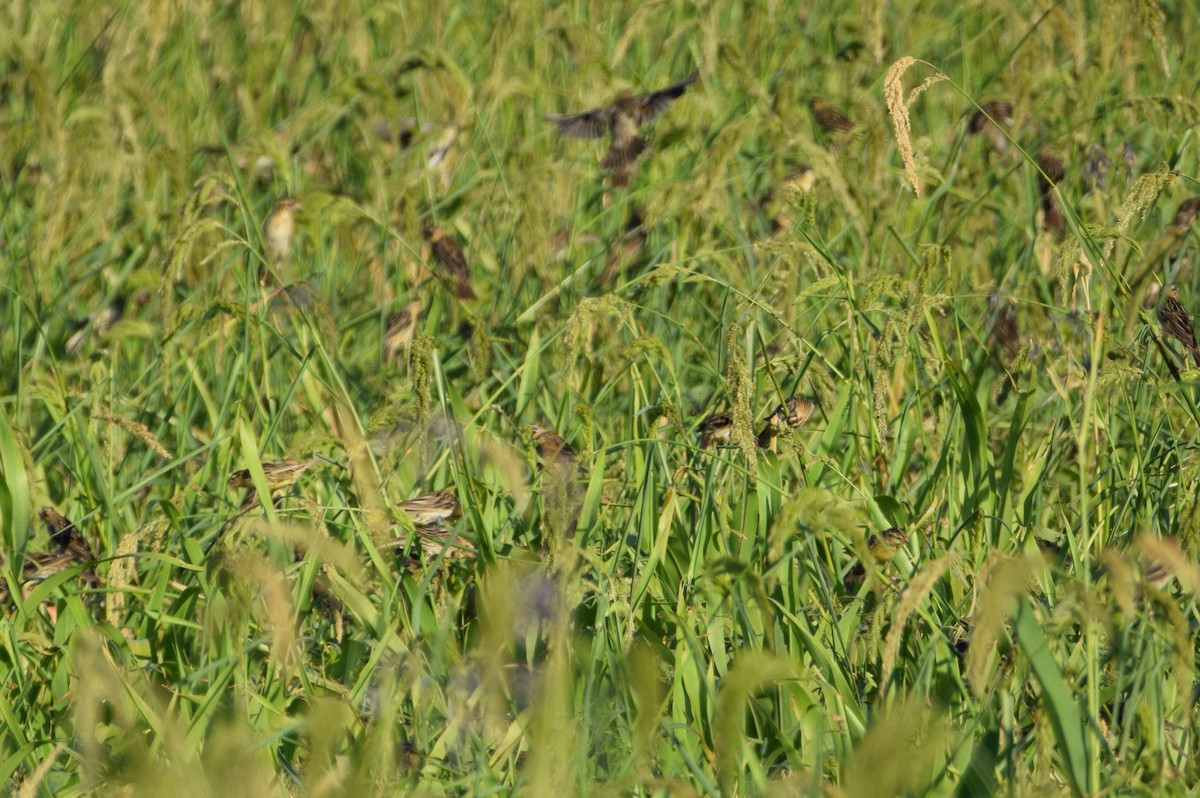 bobolink americký - ML404432311