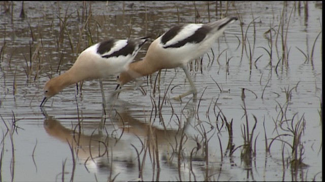 Avoceta Americana - ML404434