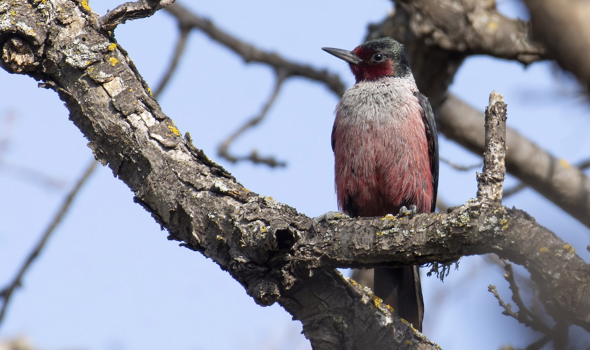 Lewis's Woodpecker - ML404434821