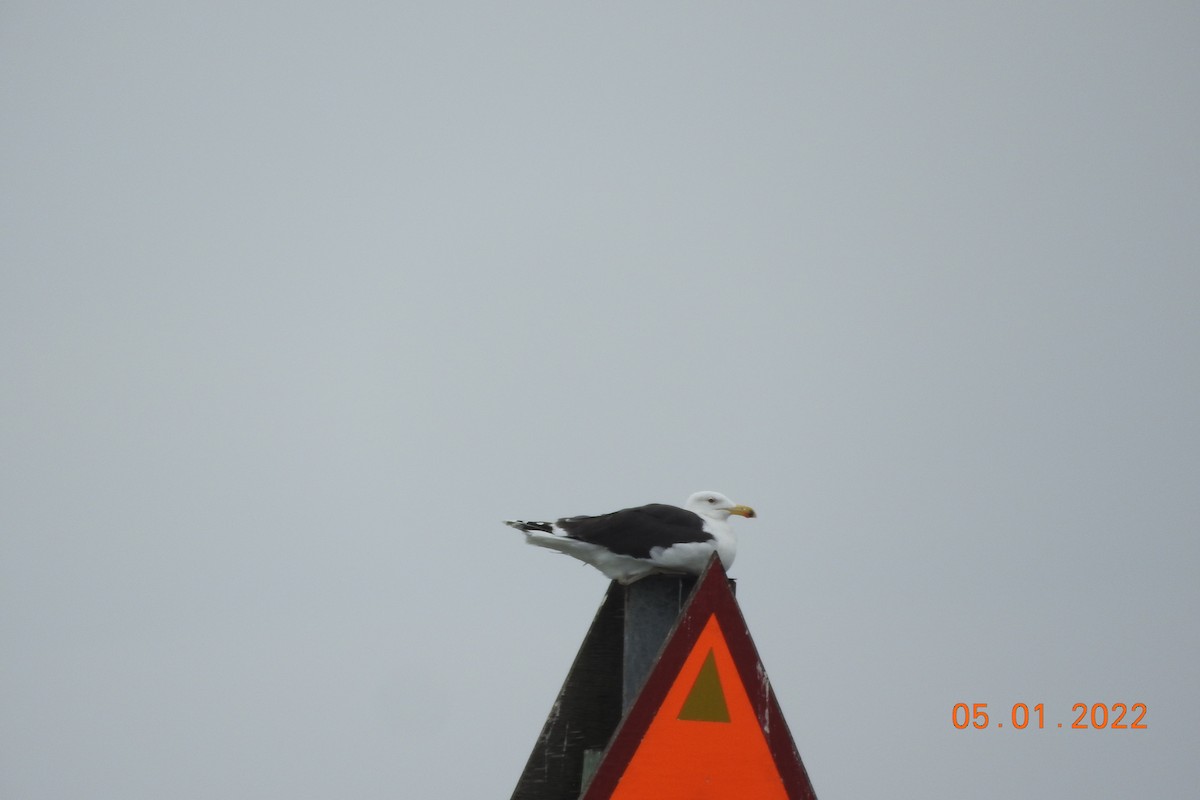 Great Black-backed Gull - ML404434841