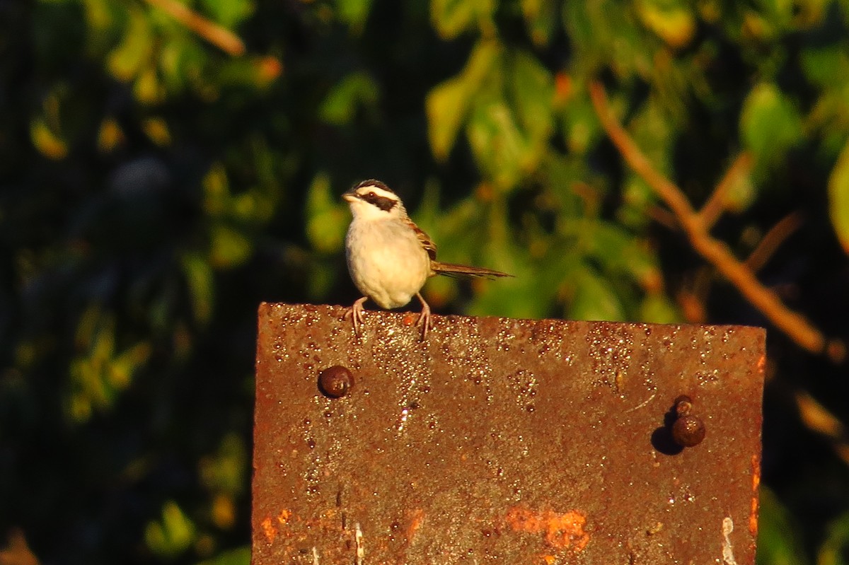 Stripe-headed Sparrow - ML40443491