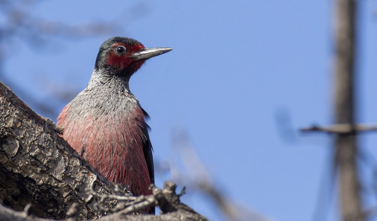 Lewis's Woodpecker - ML404434961