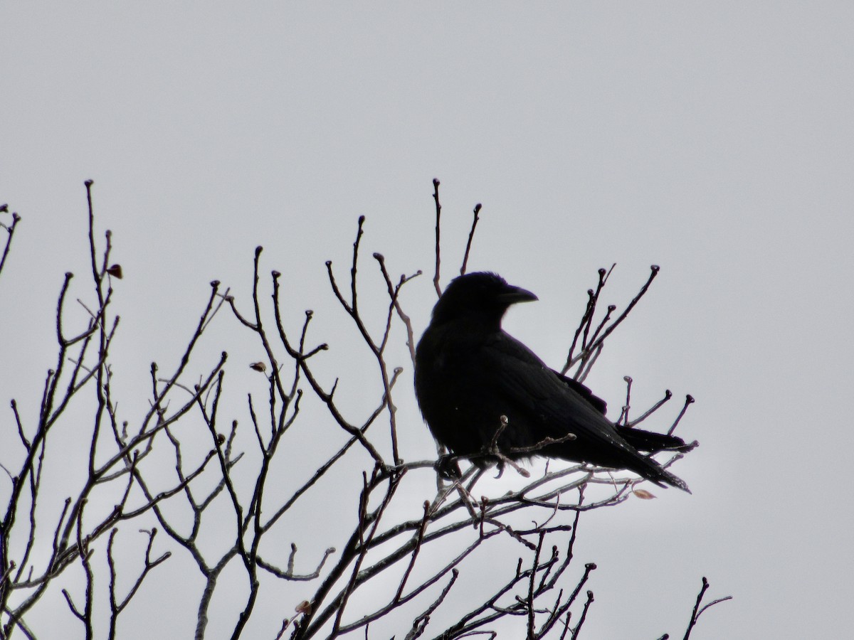 American Crow - ML404435361