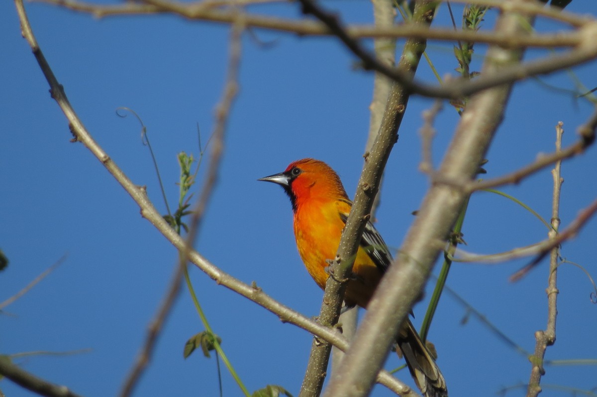 Streak-backed Oriole - ML40443571