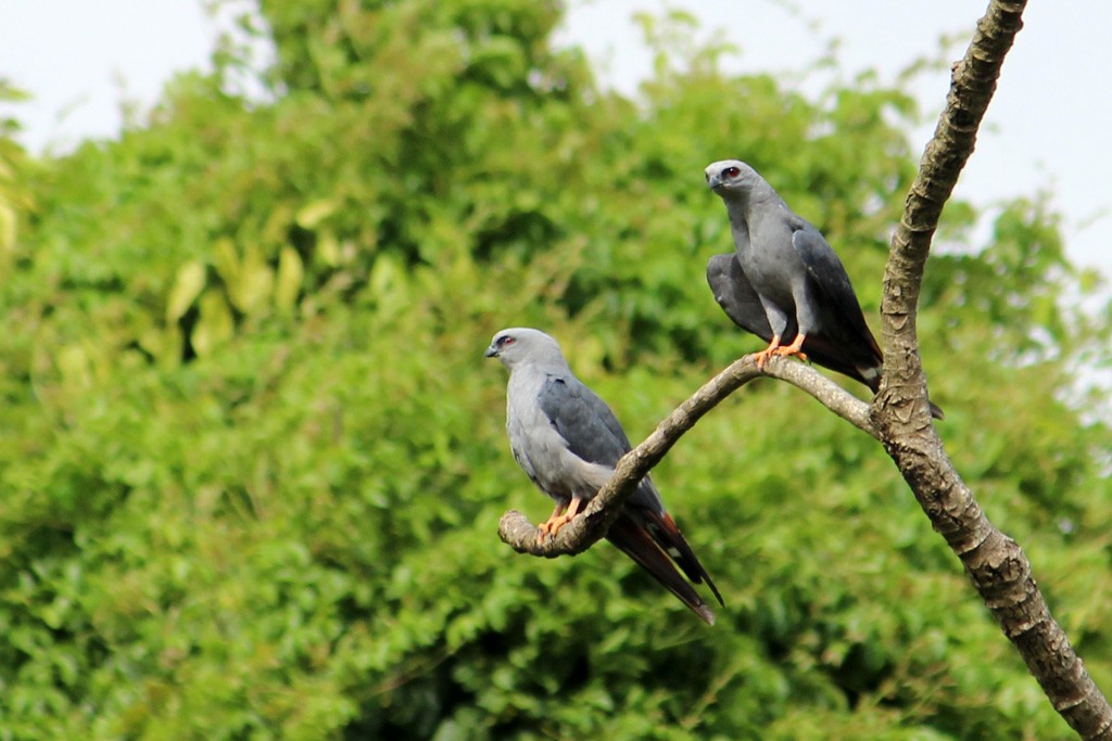 Plumbeous Kite - ML40443581