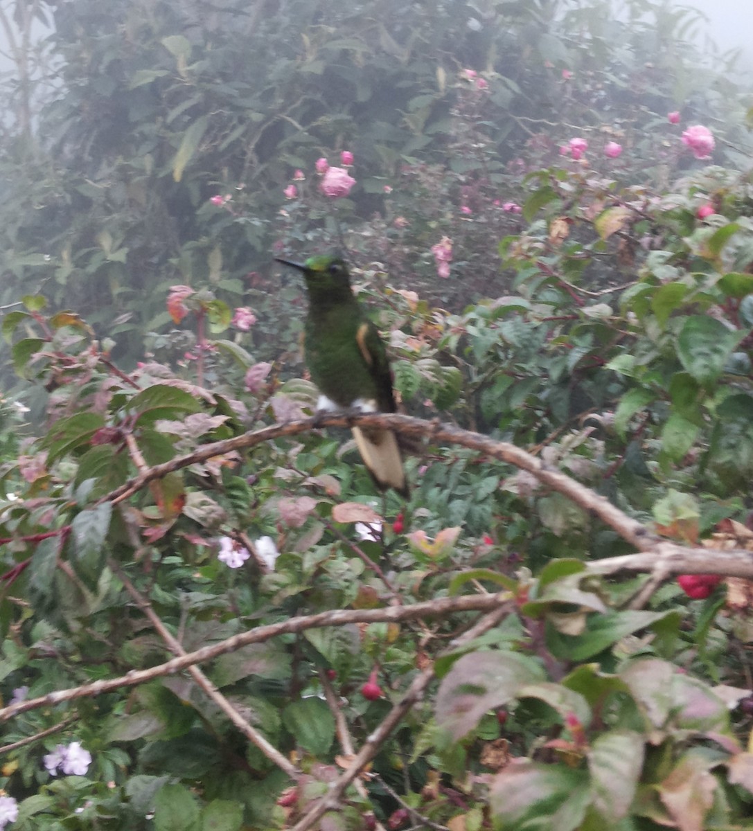 Buff-tailed Coronet - Guy Kirwan