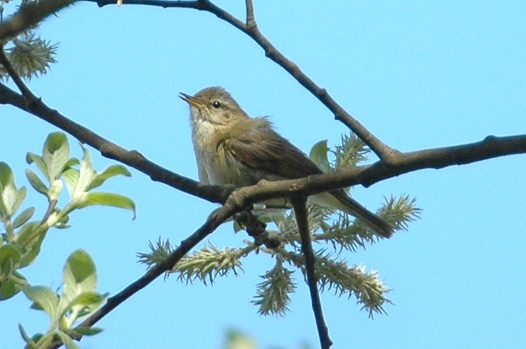 Iberian Chiffchaff - ML40443851