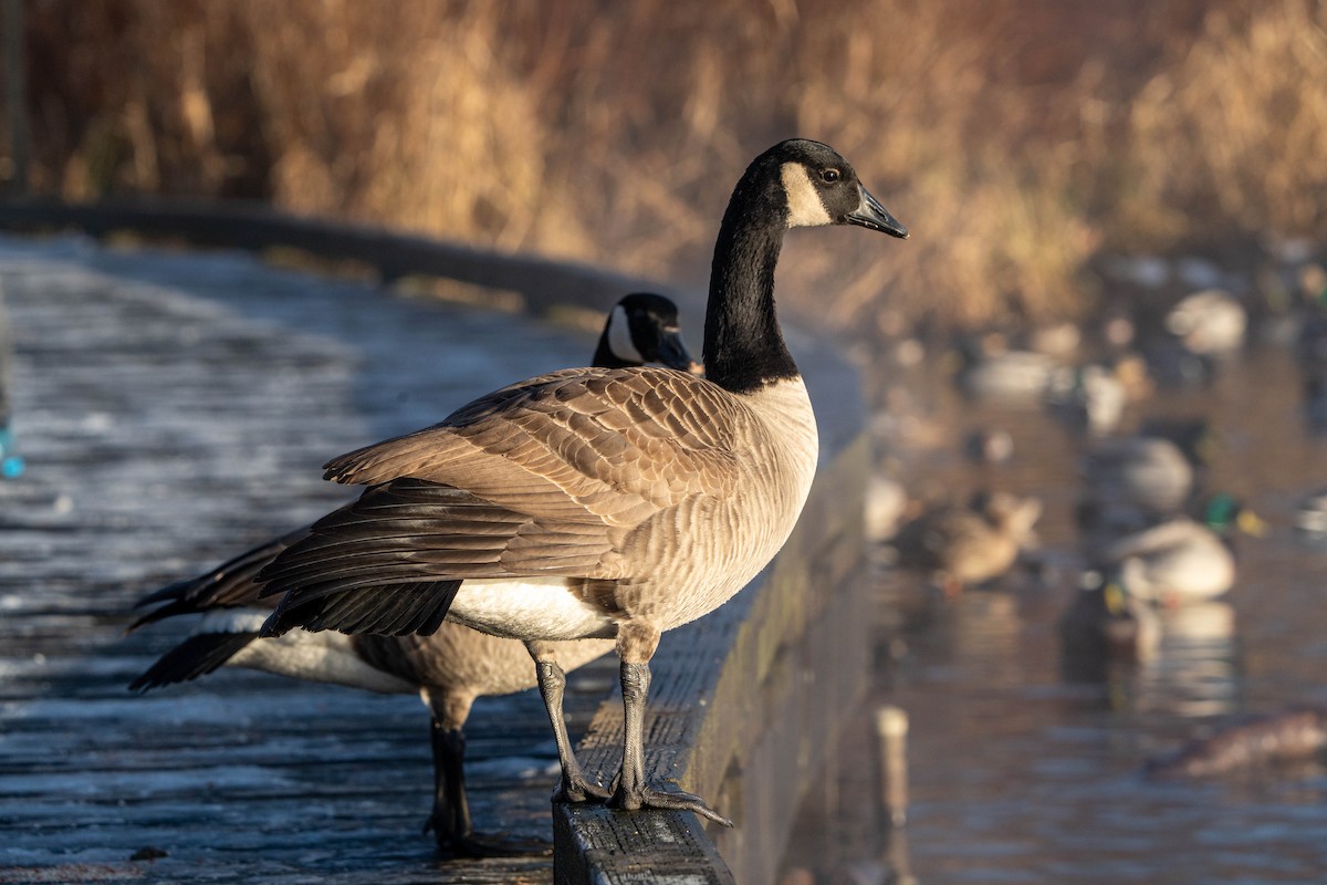 Canada Goose - Peter Lypkie